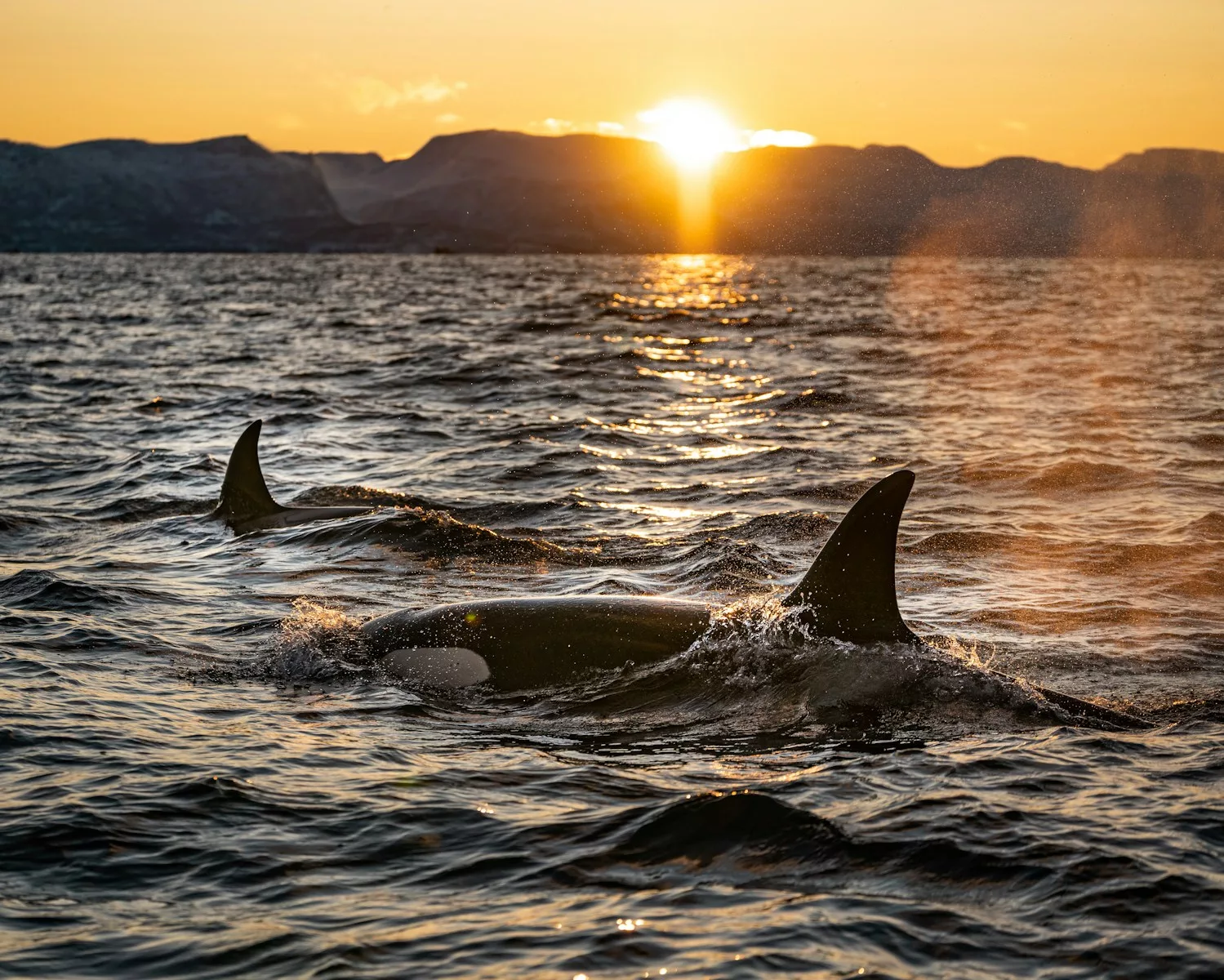 Les orques ont un régime alimentaire varié et opportuniste, comprenant poissons, mammifères marins, céphalopodes et oiseaux, avec des techniques de chasse sophistiquées adaptées à chaque proie.