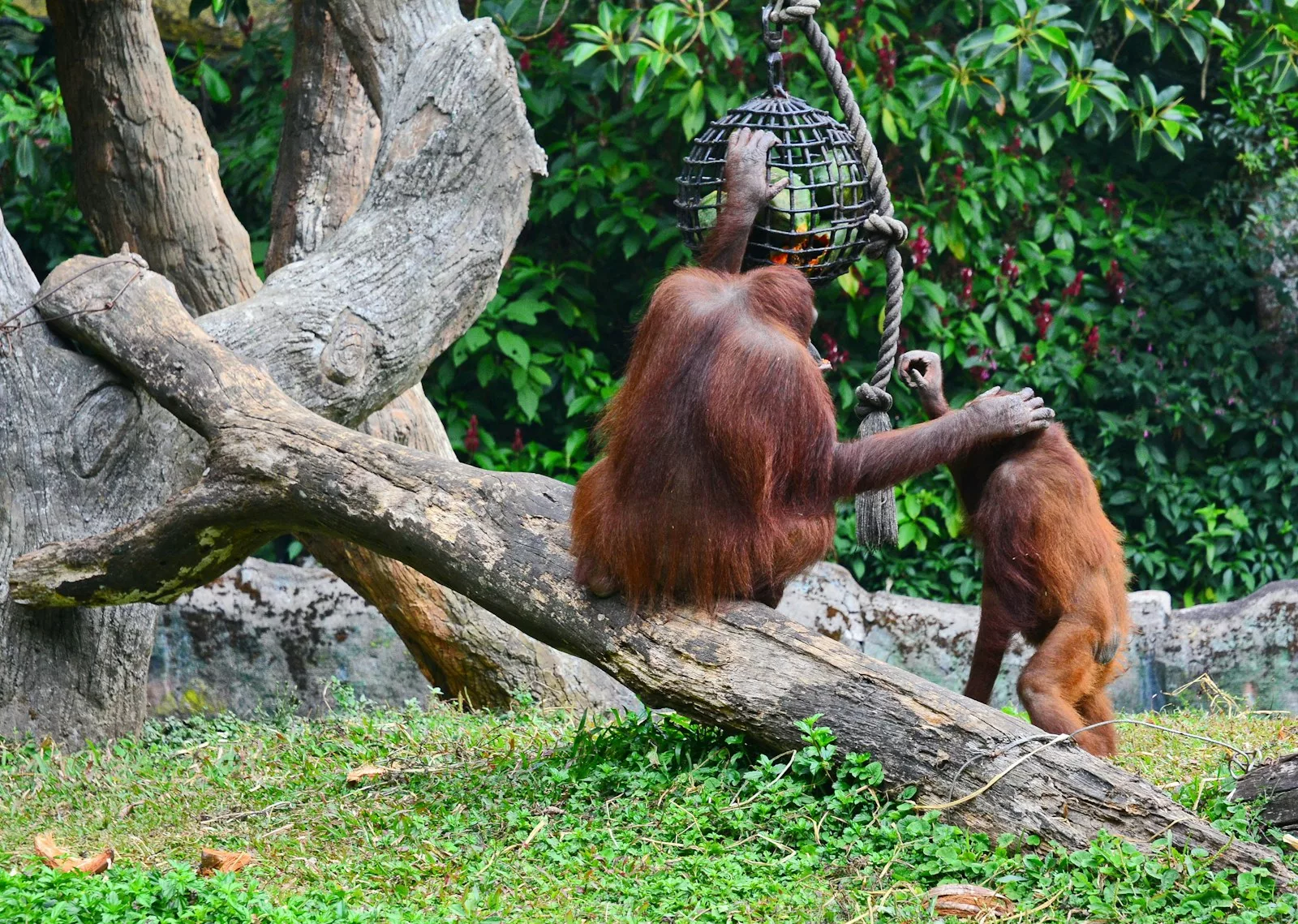 L'intelligence animale, diverse et souvent incomprise à cause de nos biais humains, se manifeste sous des formes uniques que nous devons apprendre à reconnaître et évaluer sans anthropocentrisme.