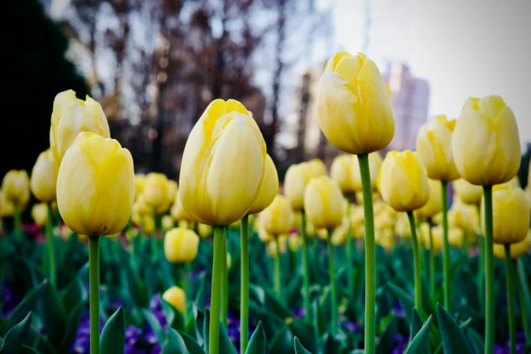 Article | Peut-on laisser les bulbes de tulipes en terre ?