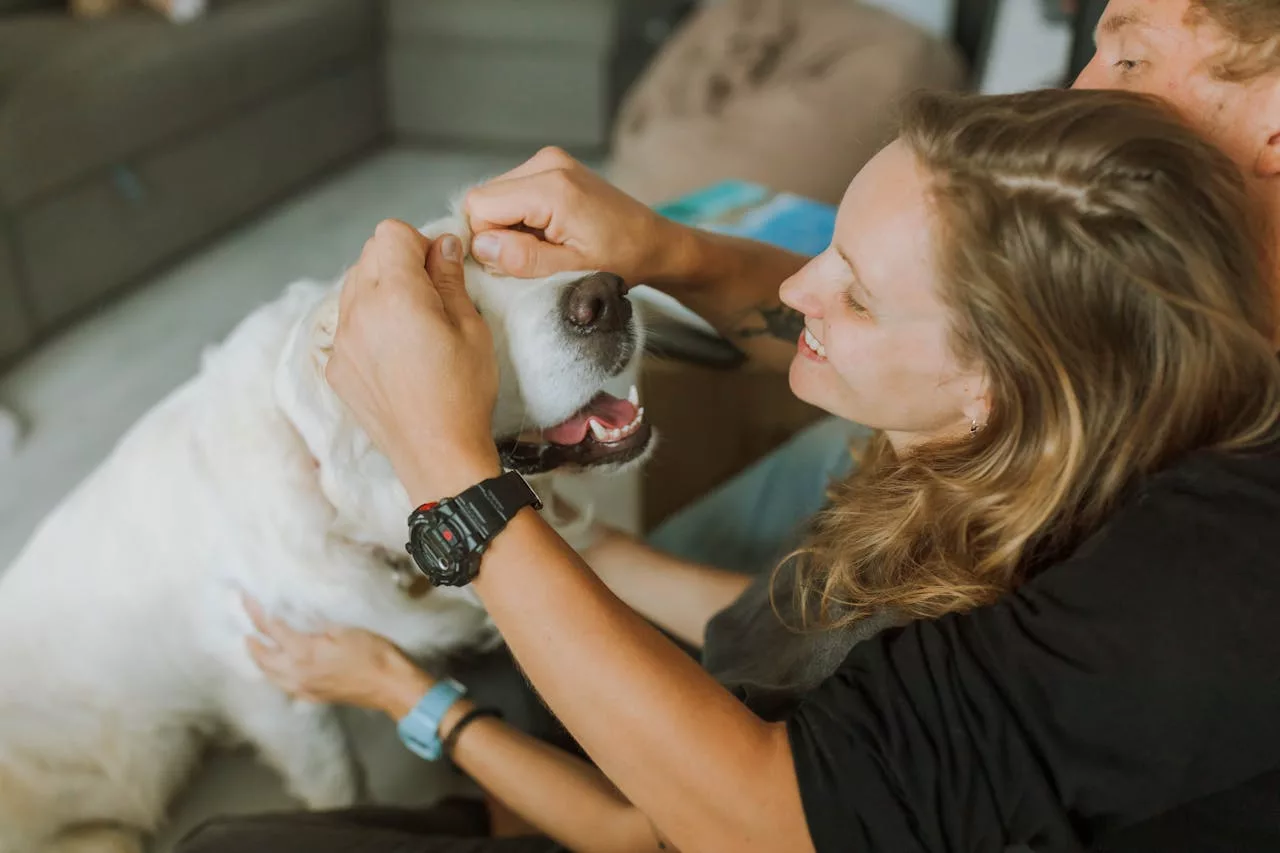 Quelles sont les différentes méthodes d'éducation canine ?