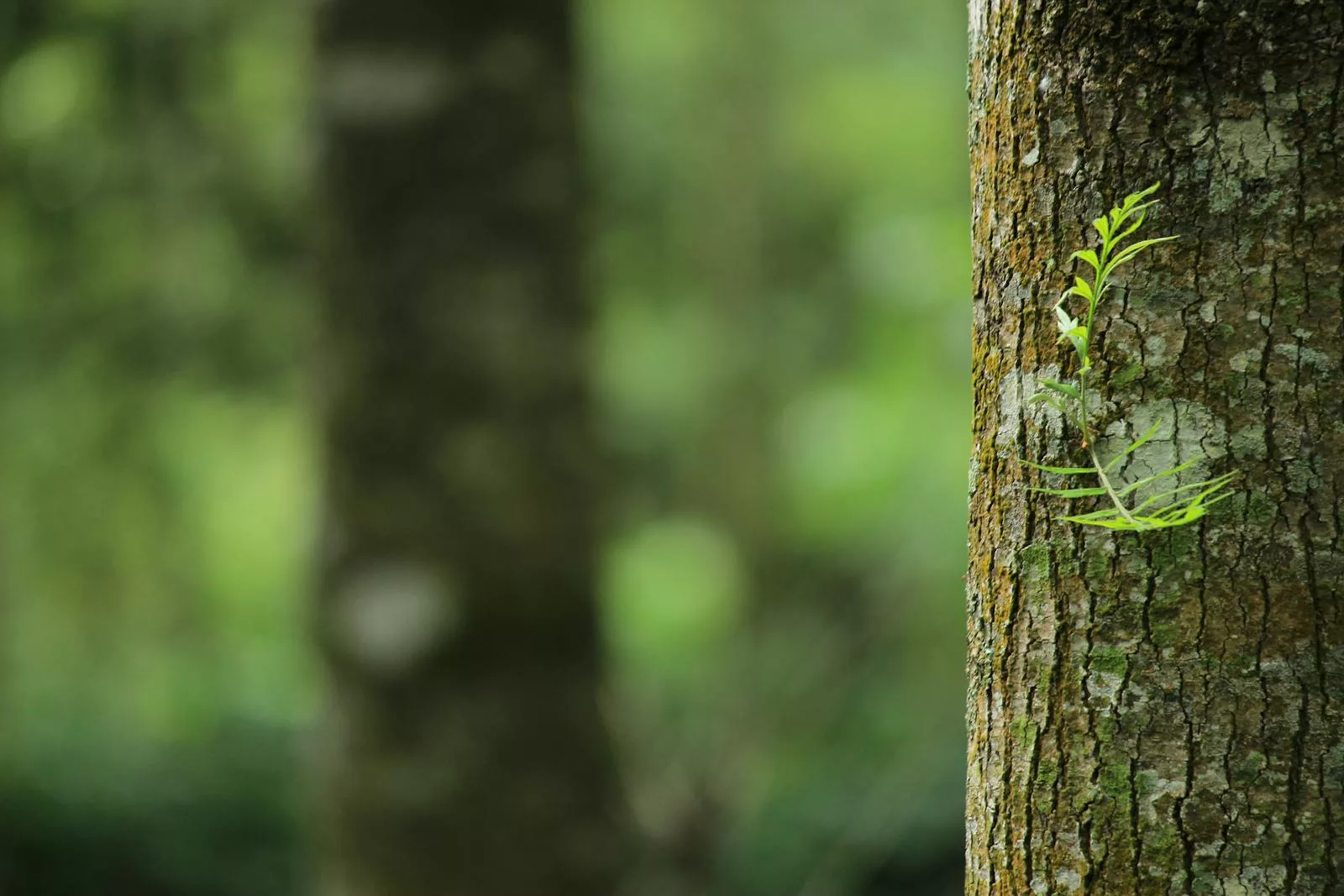 Planter un arbre adapté, comme un érable du Japon ou un magnolia étoilé, peut transformer un petit jardin en un espace harmonieux, verdoyant et facile à entretenir.