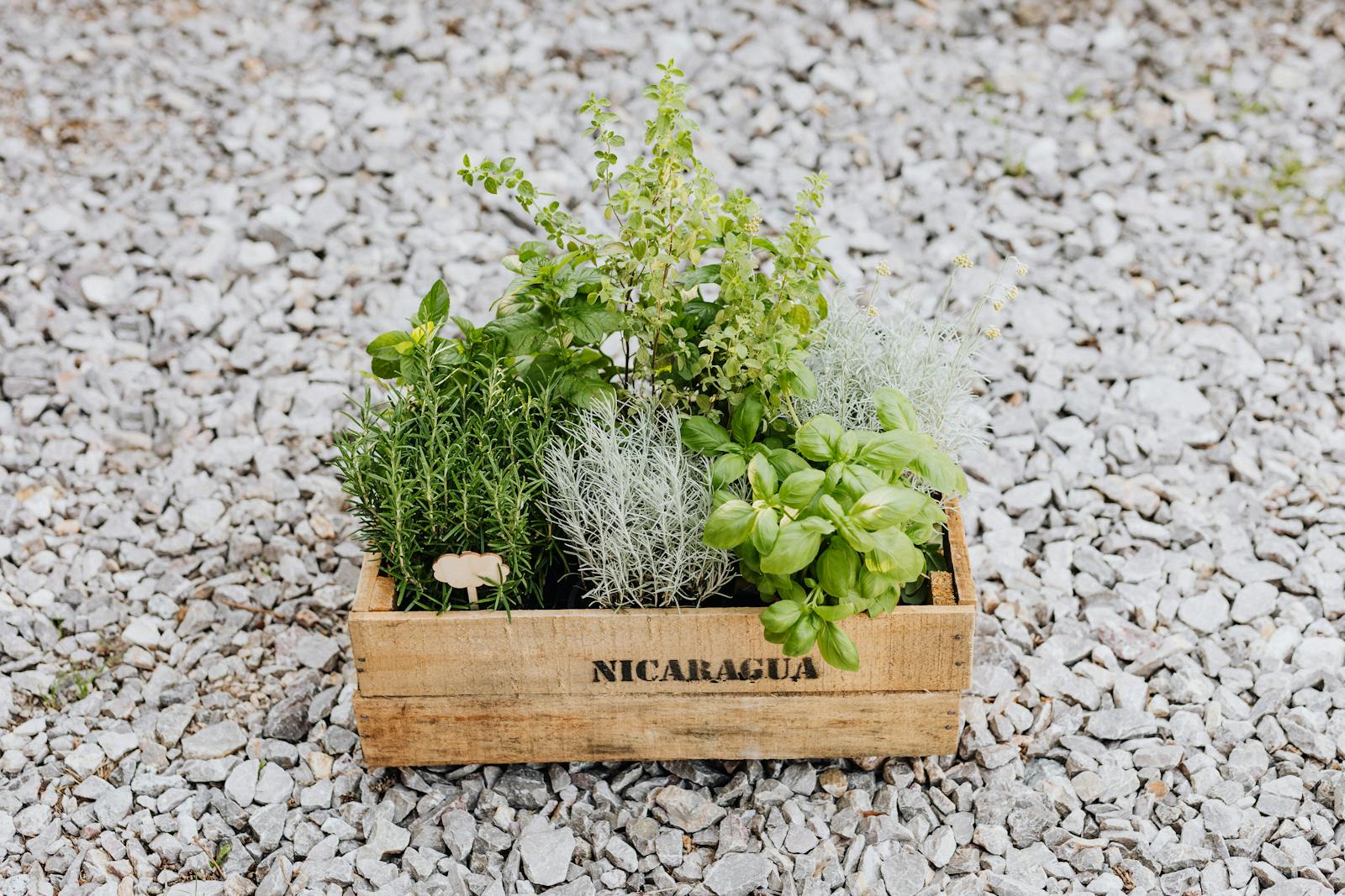 Que faire avec les fleurs de basilic ?