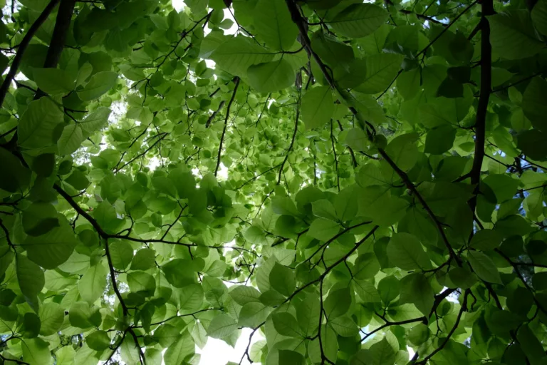 Article | Quel arbre planter dans un petit jardin ?