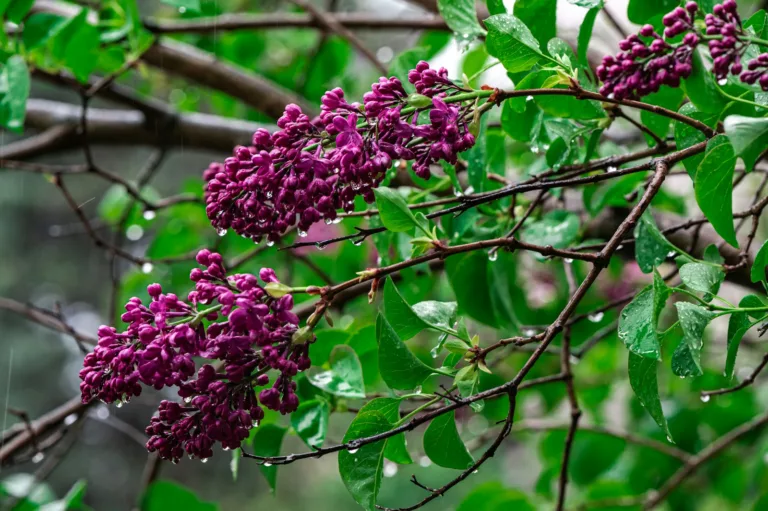 Article | Tout savoir sur le Lilas commun