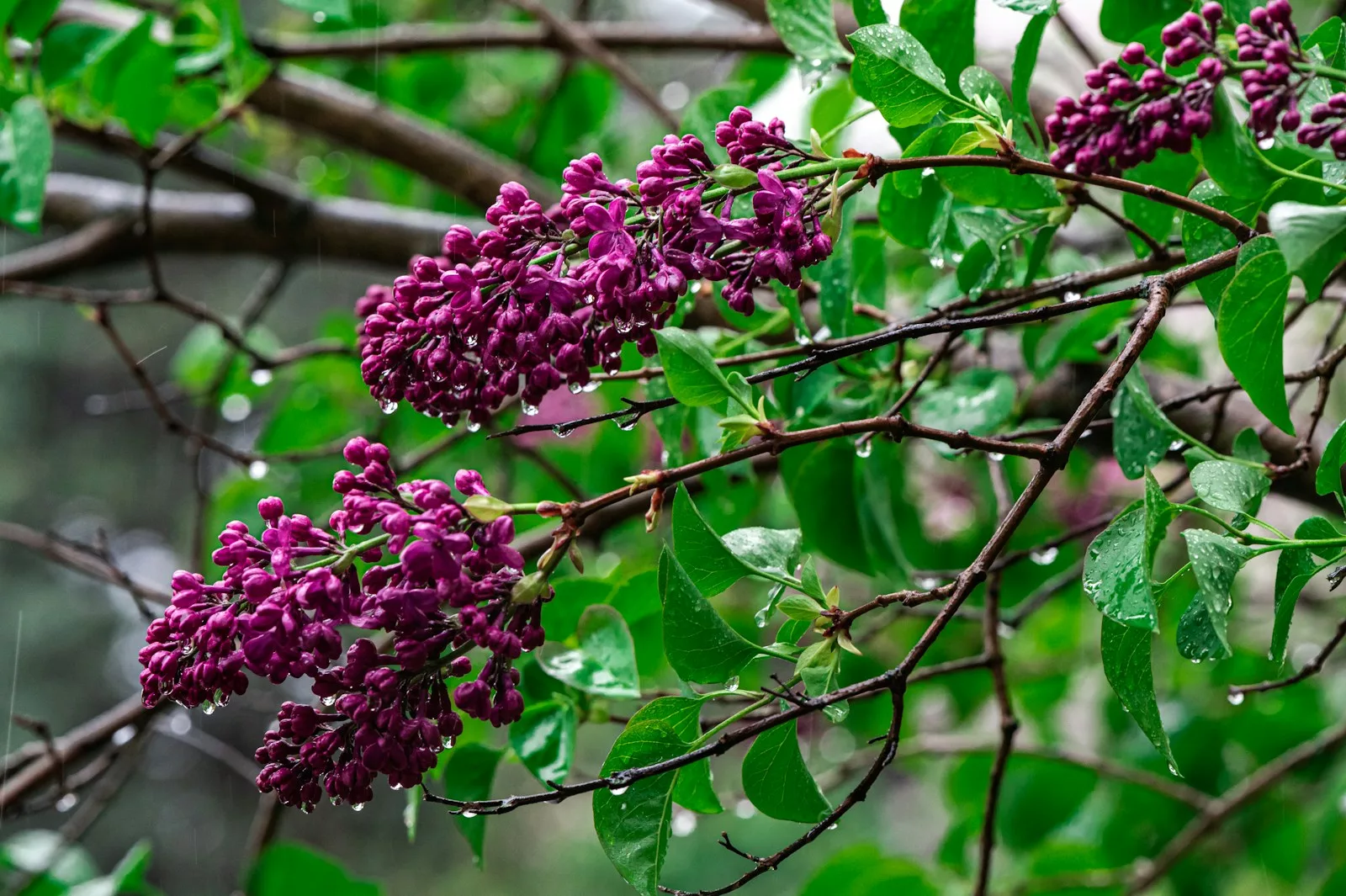 Tout savoir sur le Lilas commun