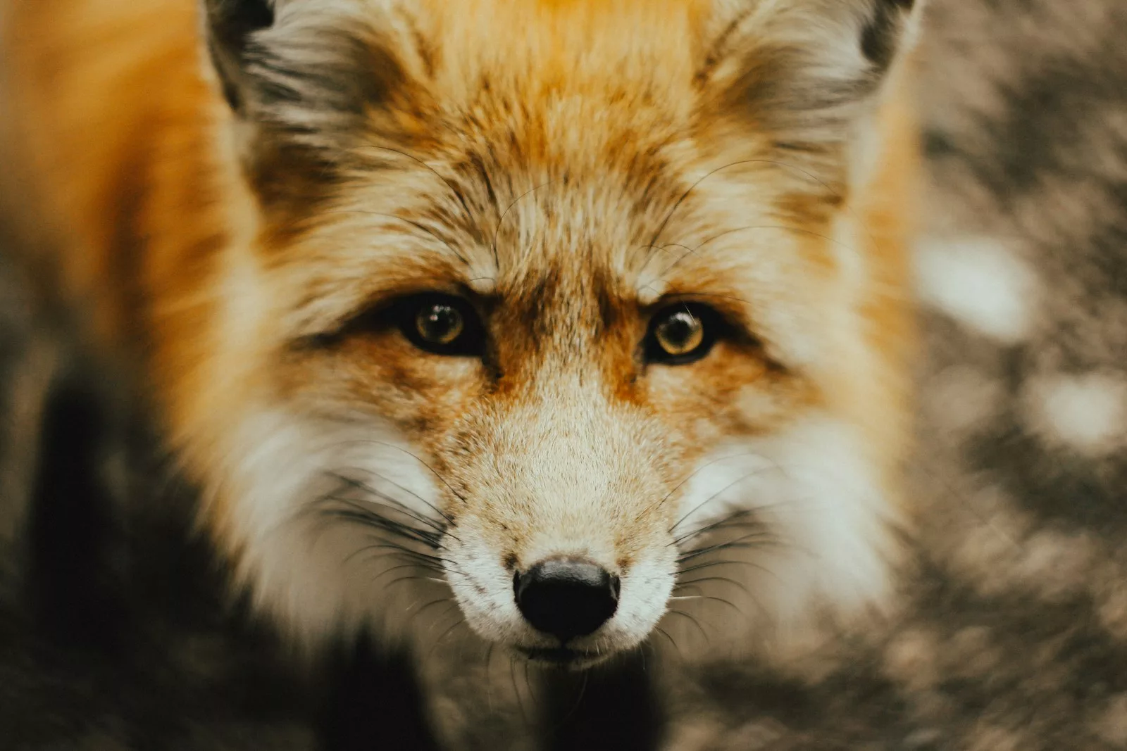 Une attaque de renard sur un animal se reconnaît principalement par des blessures au cou, des carcasses partiellement consommées, des traces de pas et des poils, ainsi que des comportements spécifiques