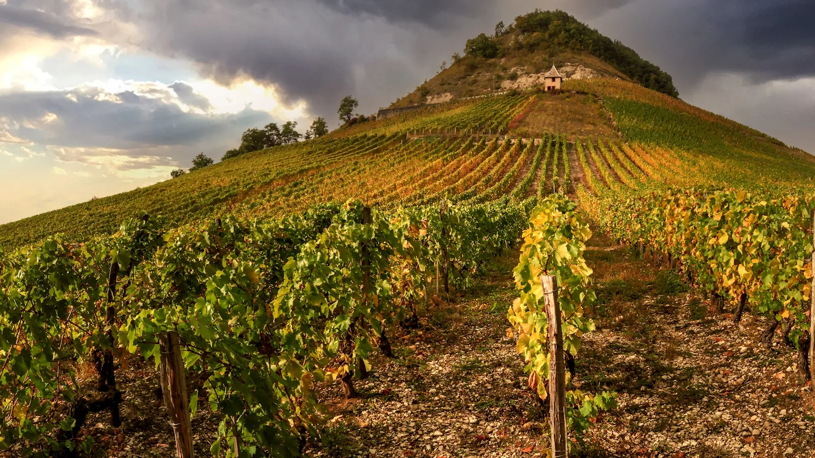 1863 – 1900 : destruction du vignoble français par le phylloxera