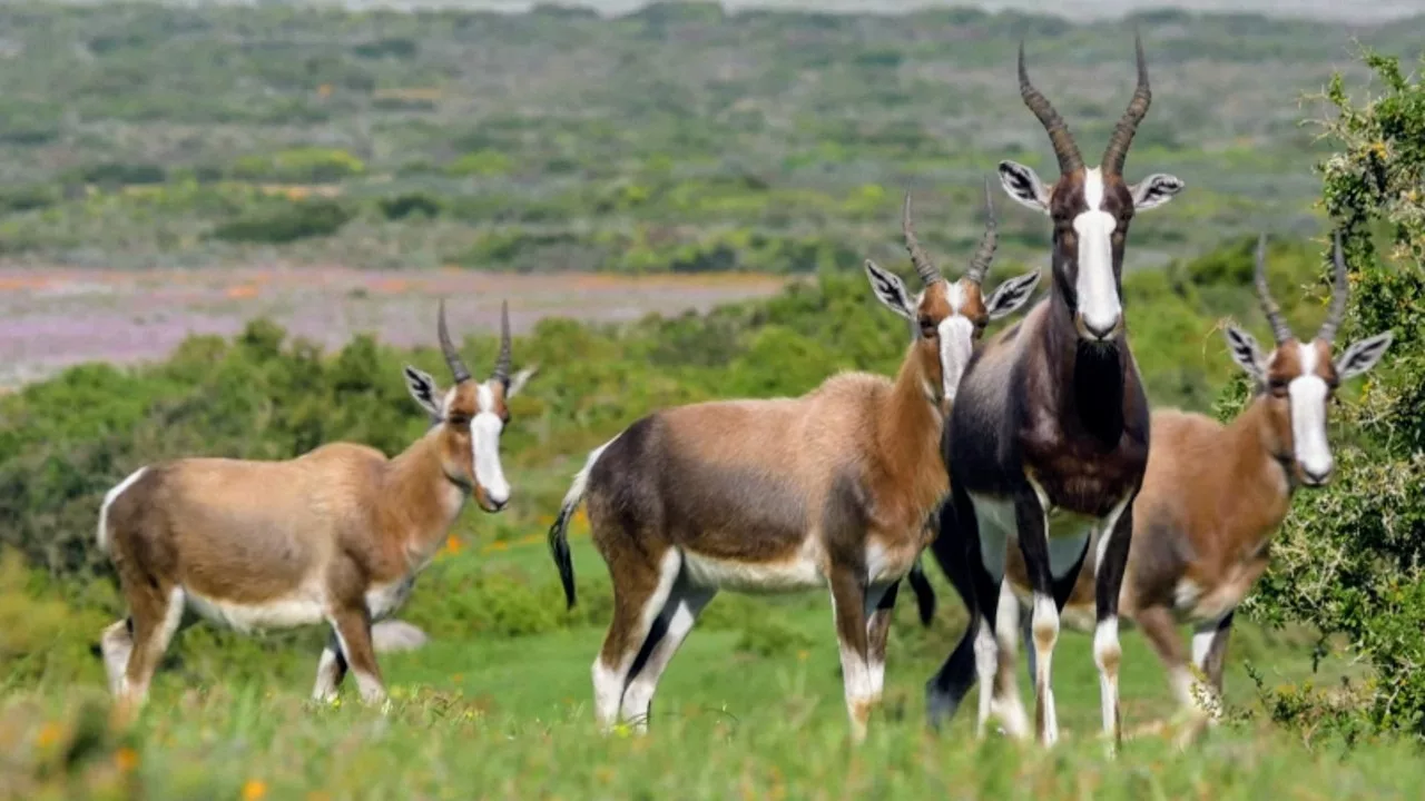 Afrique Australe, la faune face aux saisons