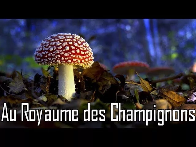 Au royaume des champignons