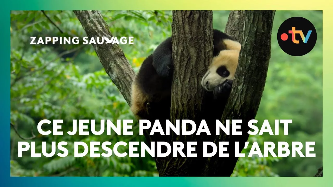 Au secours, ce panda est coincé dans l’arbre !