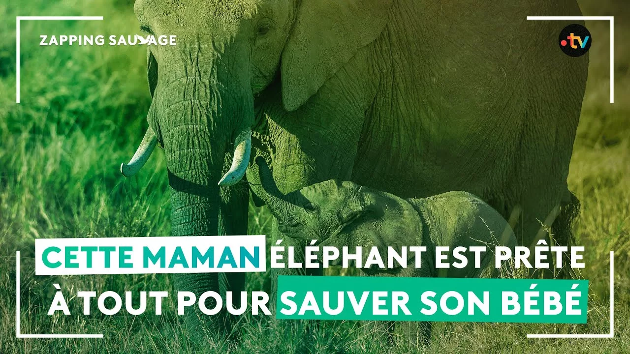 Ce bébé éléphant se fait attaquer par des lionnes