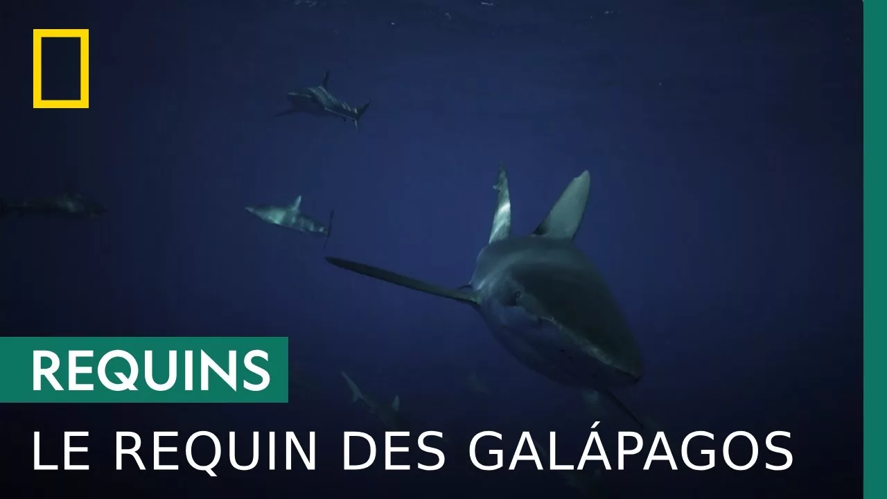 Ce requin a un odorat 10 000 fois supérieur à celui de l'Homme