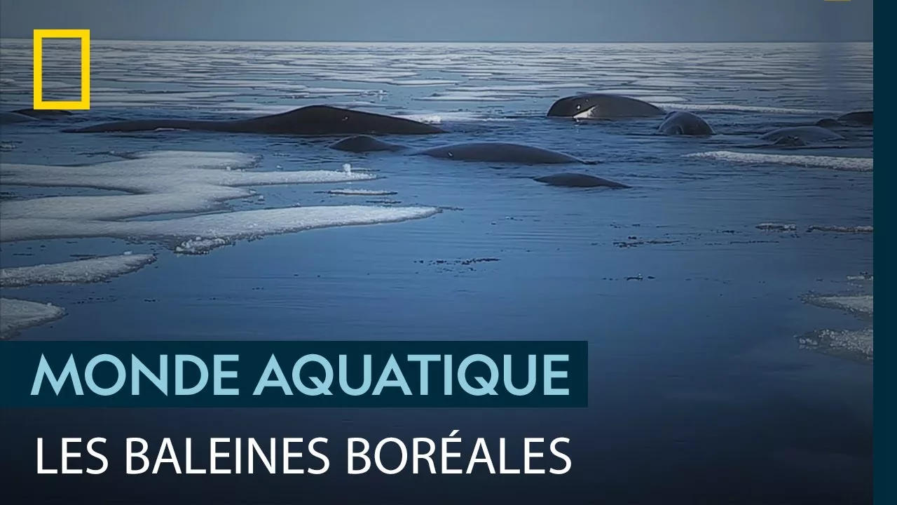 Ces baleines boréales sont les dernières du Spitzberg