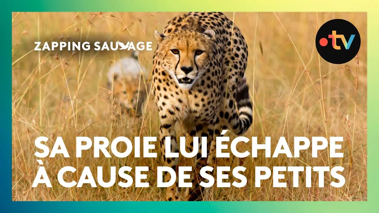 Cette maman guépard est une chasseuse redoutable