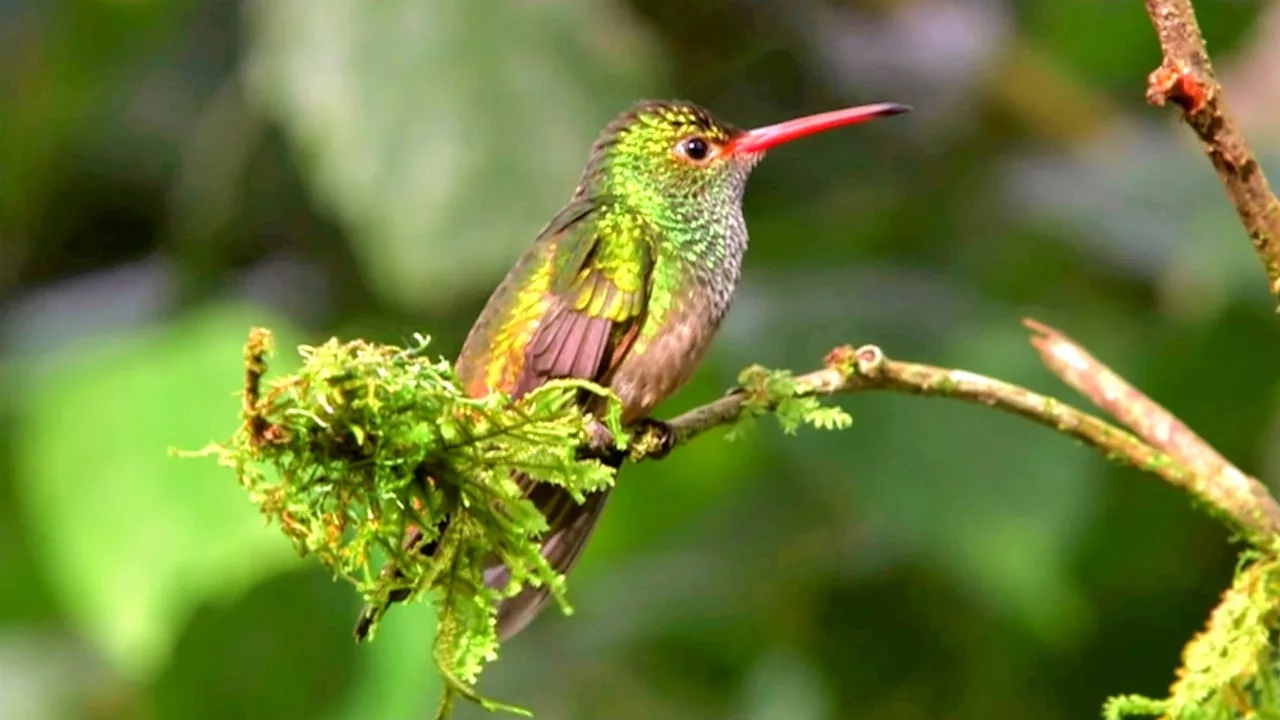 Colibris, les joyaux de la nature