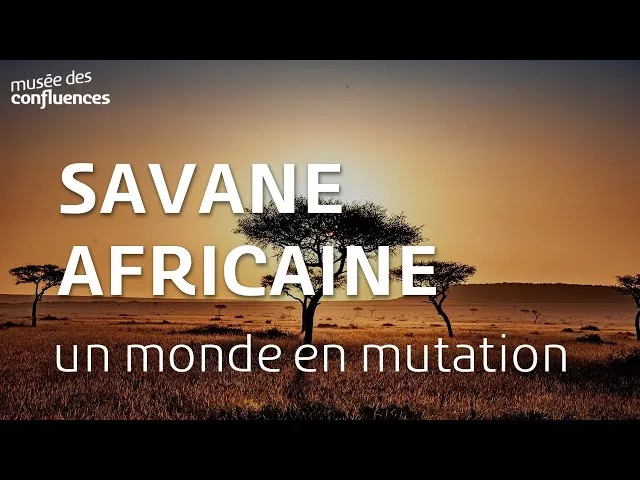 Savane africaine : un monde en mutation