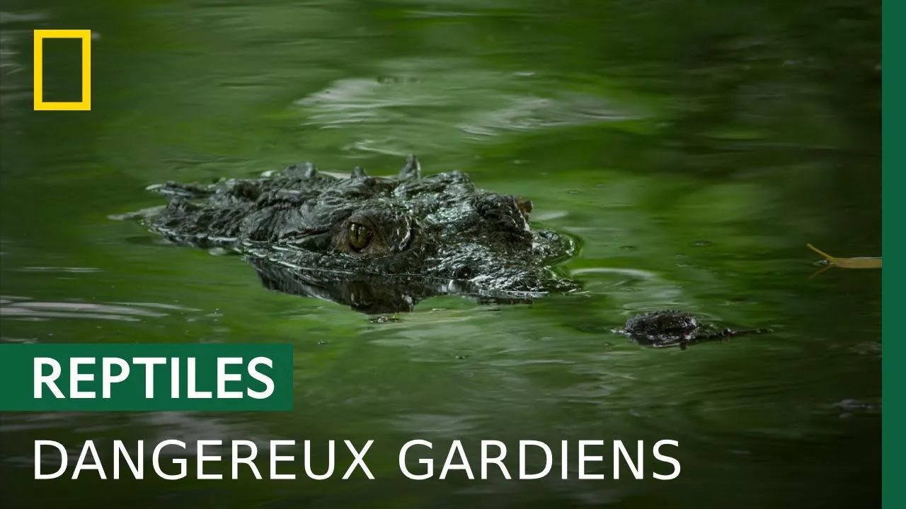 Crocodiles, gardiens et chasseurs