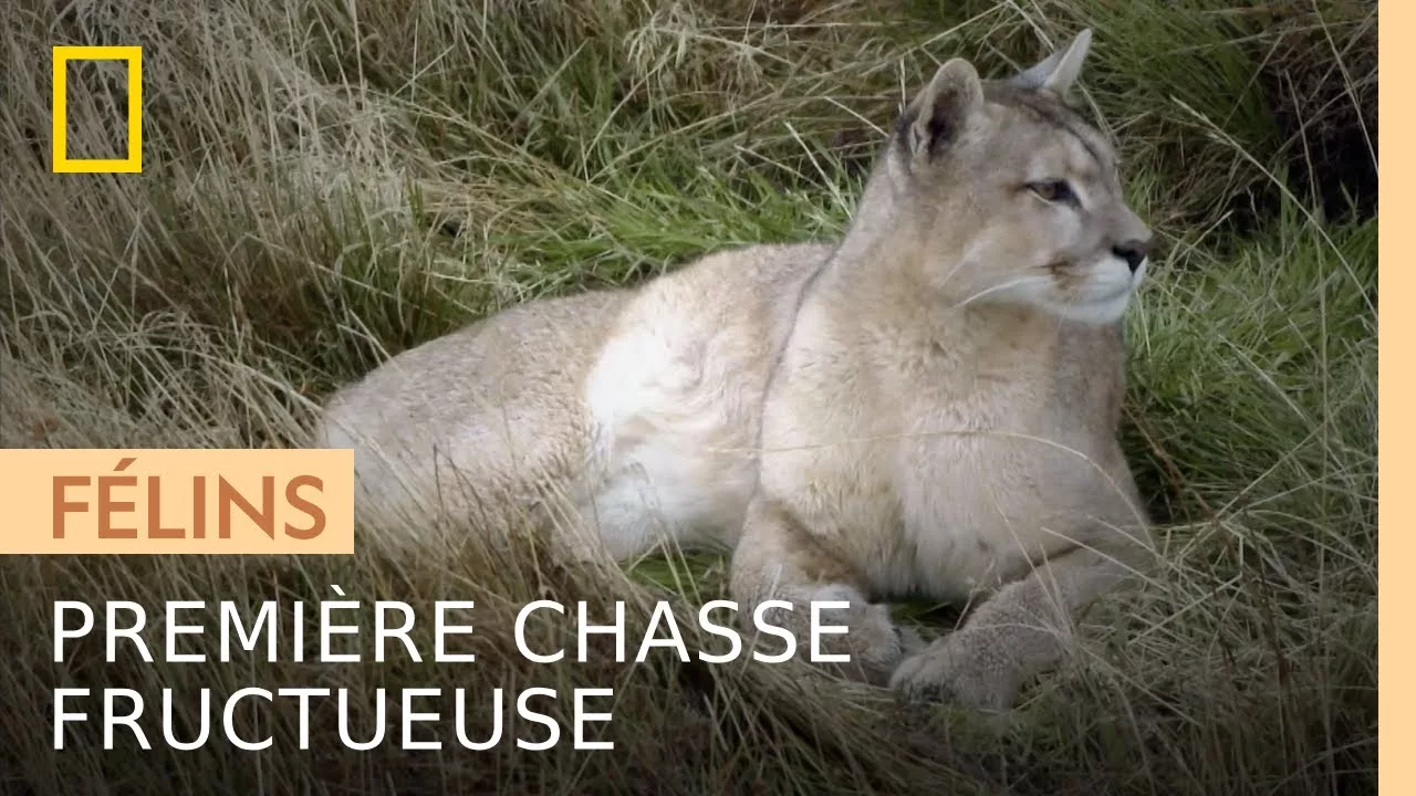 Documentaire De jeunes pumas abattent leur première proie