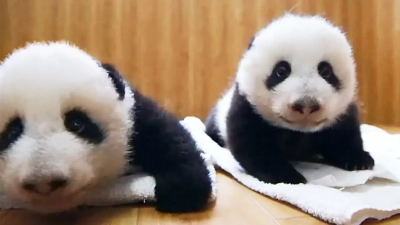 Documentaire Deux bébés pandas jumeaux sont adoptés !