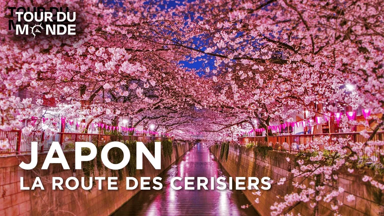 Japon, la beauté des cerisiers : au cœur des traditions