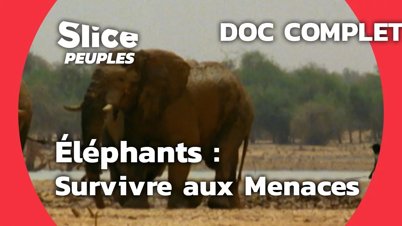 L’histoire ambiguë de l'éléphant : entre sacré et survie