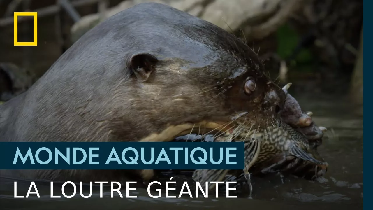 La loutre géante, symbole d'un écosystème sain