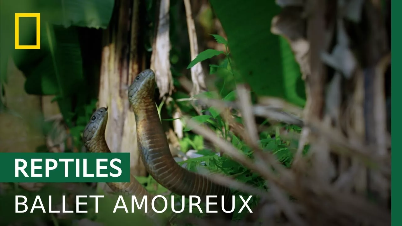 La querelle amoureuse du cobra royal