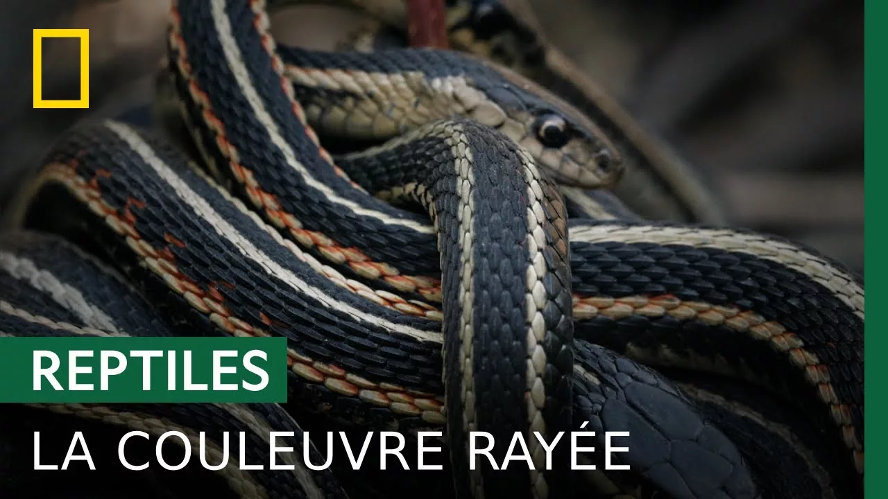 L'accouplement chez la couleuvre rayée