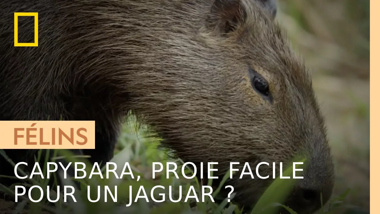 Le capybara, une proie facile pour le jaguar ?