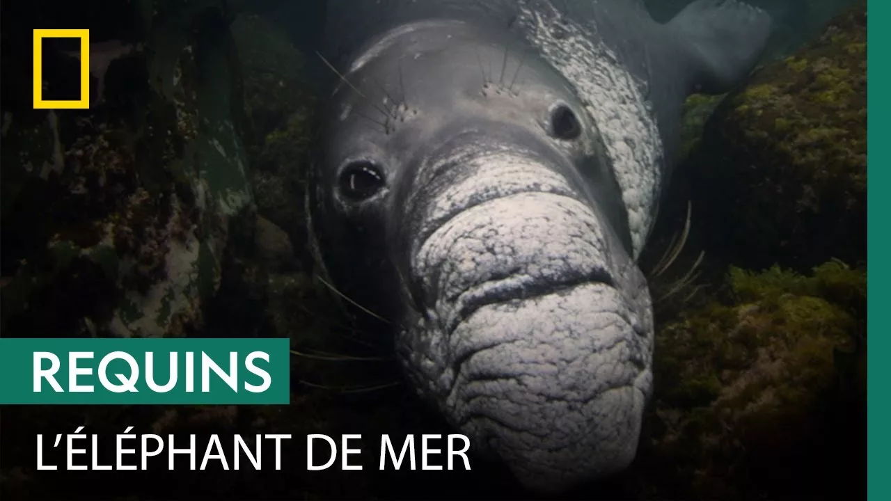 L'éléphant de mer, un mammifère marin parfaitement adapté à son environnement