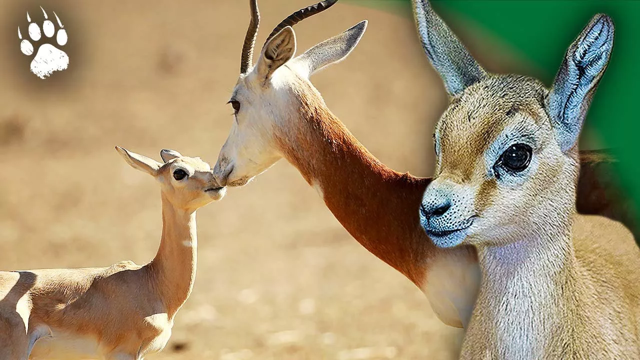 Les aventures d'un adorable bébé gazelle en Afrique