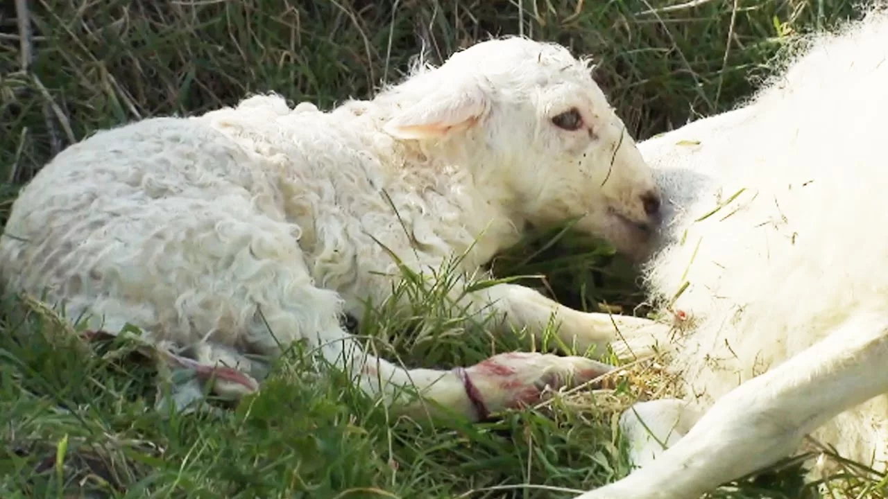 Naissance d'agneau en direct