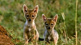 Naître sous la menace: les petits de la savane