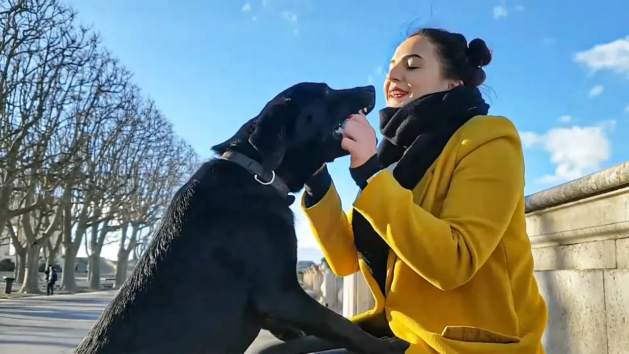 Pensions d'animaux vs. petsitters : la bataille est lancée