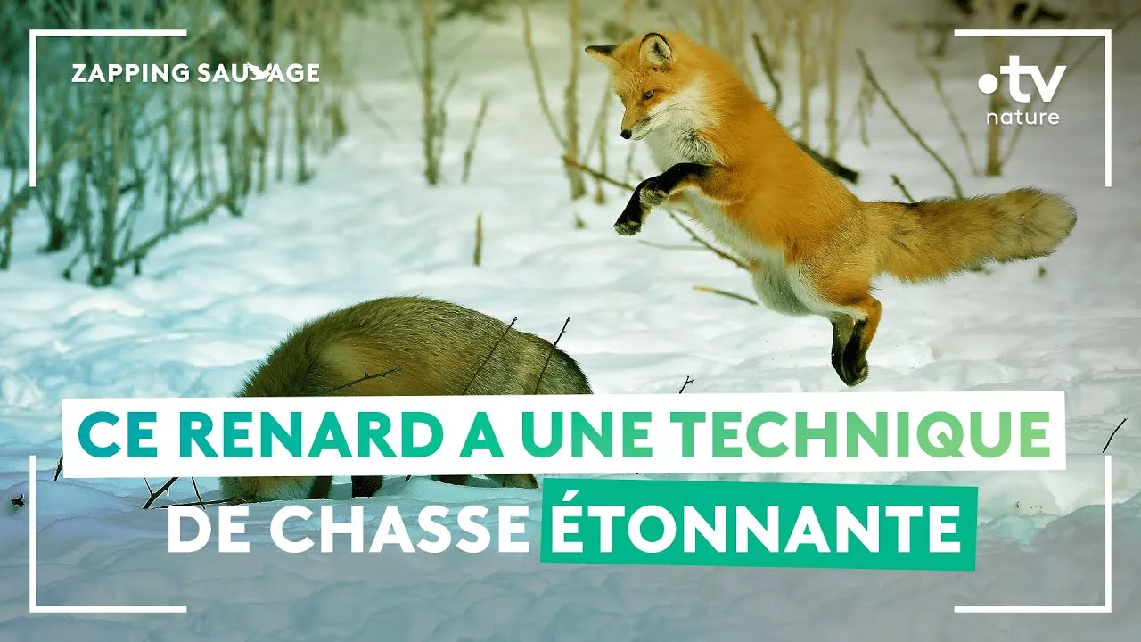 Pour chasser, ce renard fait de drôles de sauts