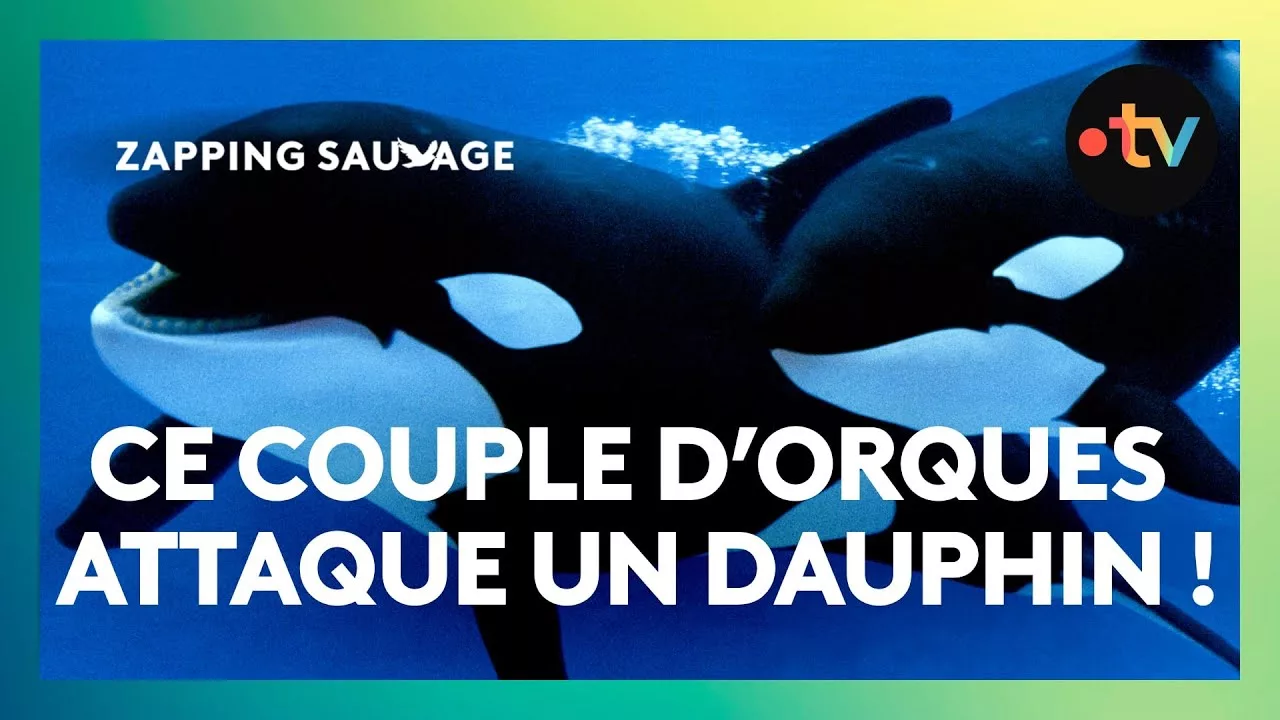 Pour chasser les dauphins, ces orques ont une technique redoutable !