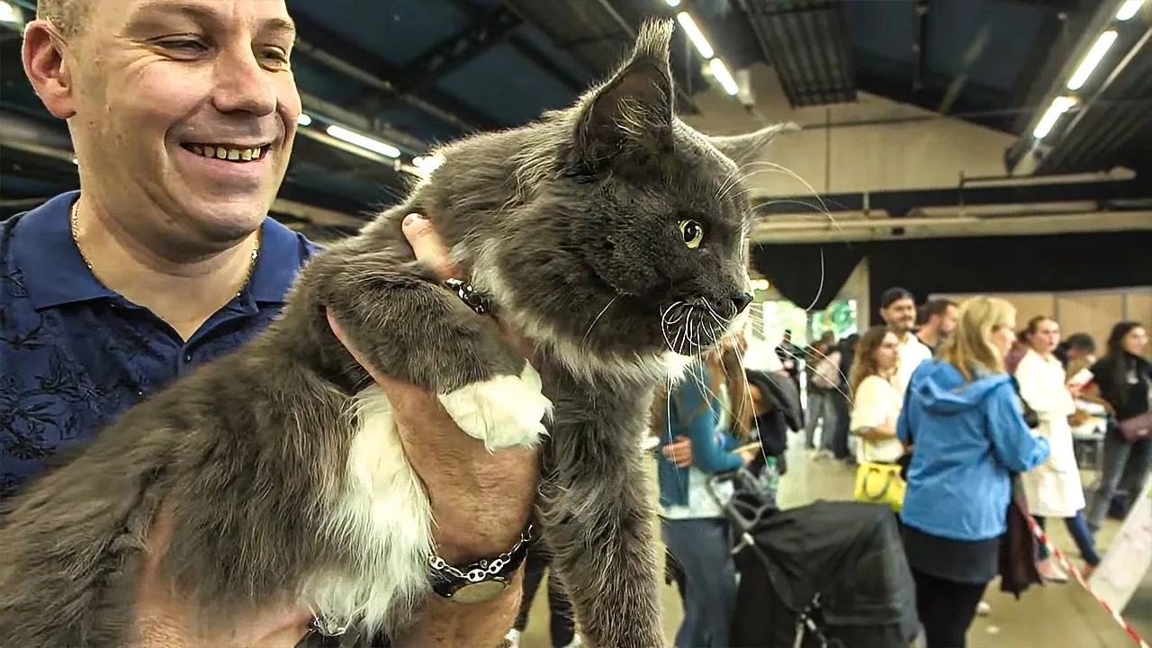 Documentaire Poutine au concours félin d’Animal Expo