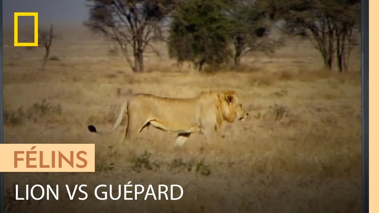 Rare affrontement entre un lion et un guépard