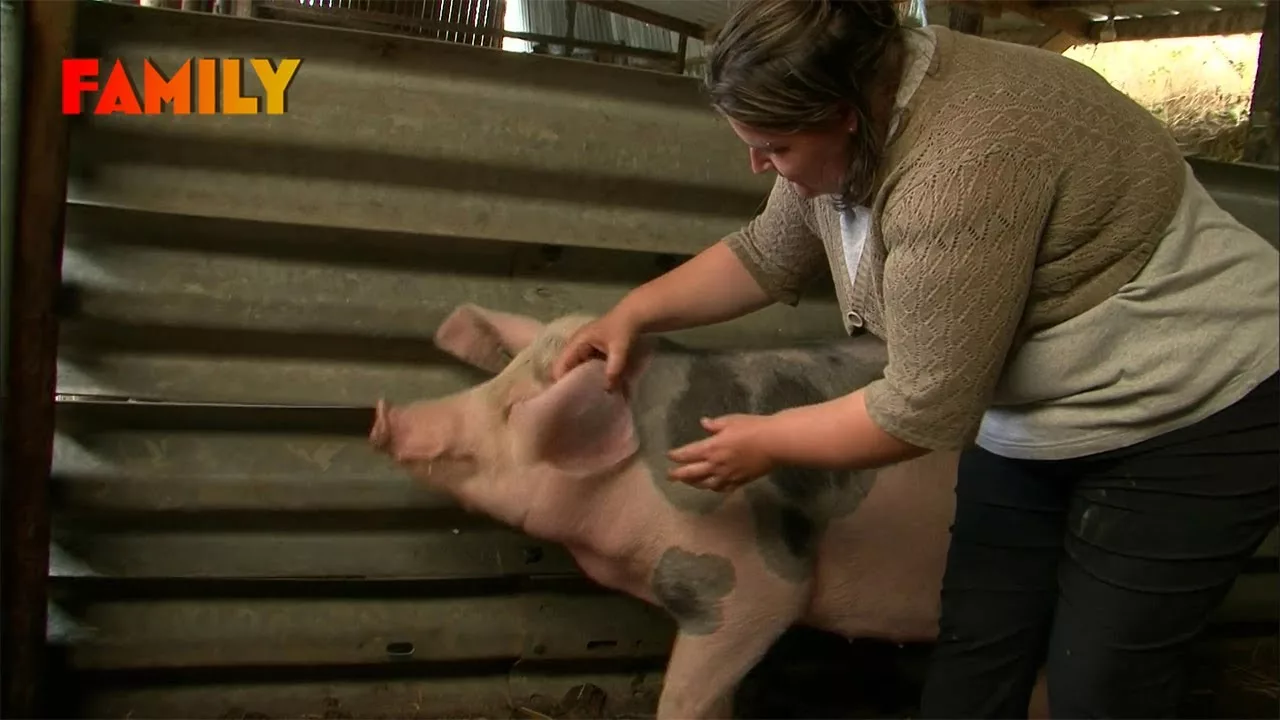 Salon de l'Agriculture : un cochon en route vers la gloire