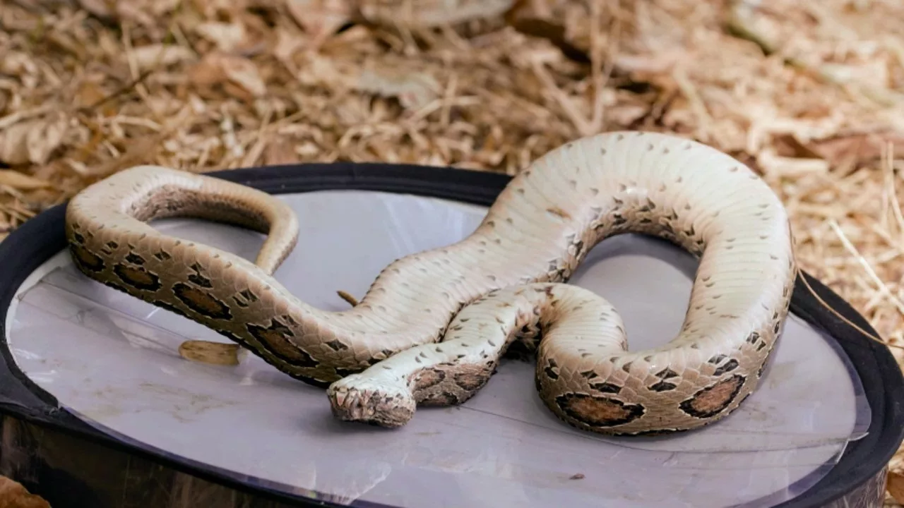 Documentaire Sri Lanka : sous la menace du cobra indien