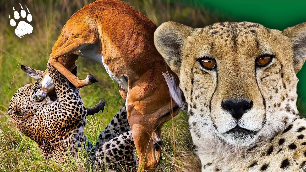 Survie en Savane : les techniques sensorielles étonnantes des animaux