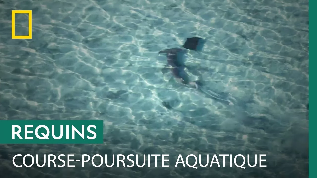 Un requin-marteau prend en chasse une raie