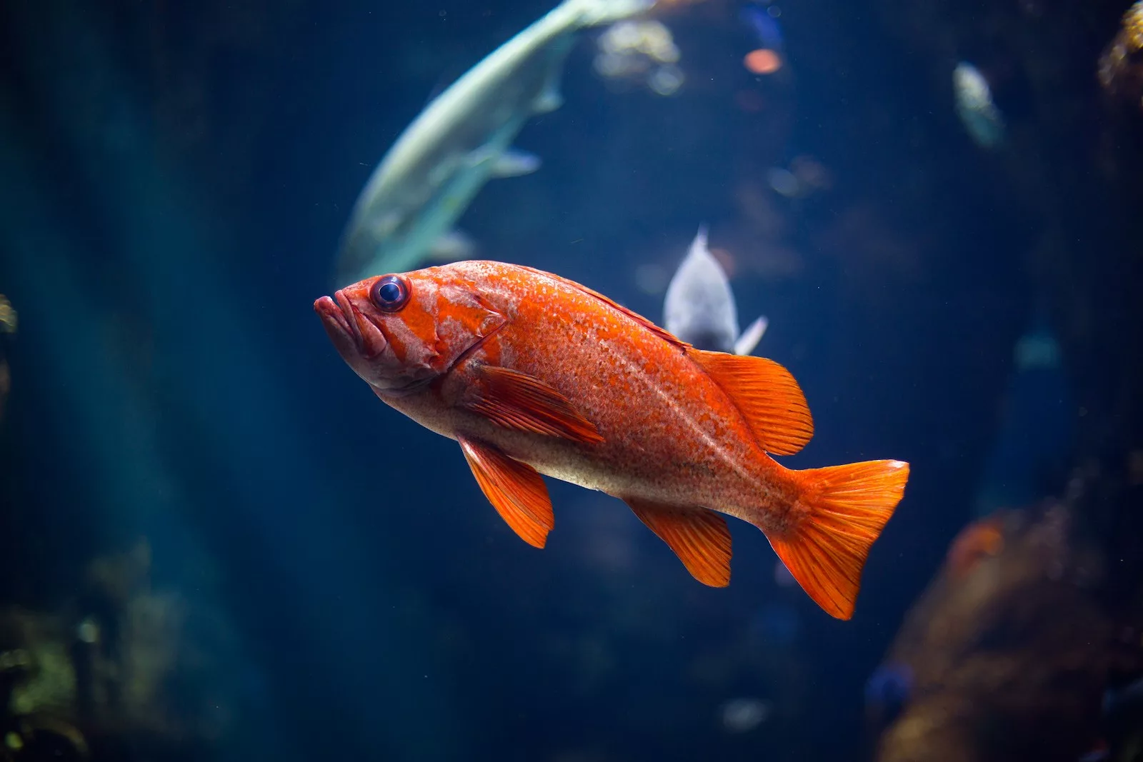 À quoi servent les écailles des poissons ?