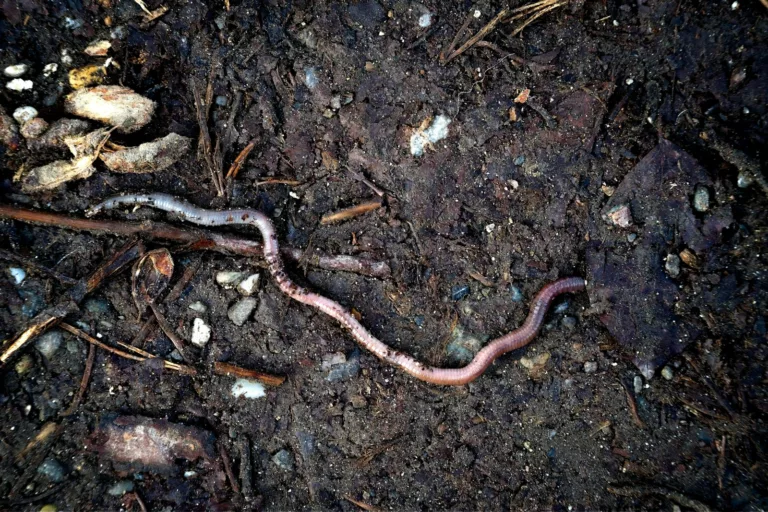 Article | Comment avoir des vers de terre dans le compost ?