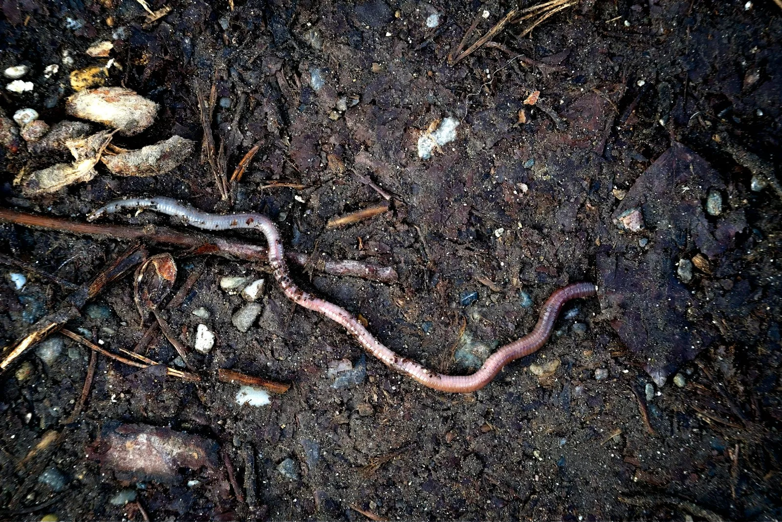 Comment avoir des vers de terre dans le compost ?