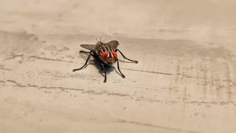 Article | Comment éloigner les insectes de la maison ?