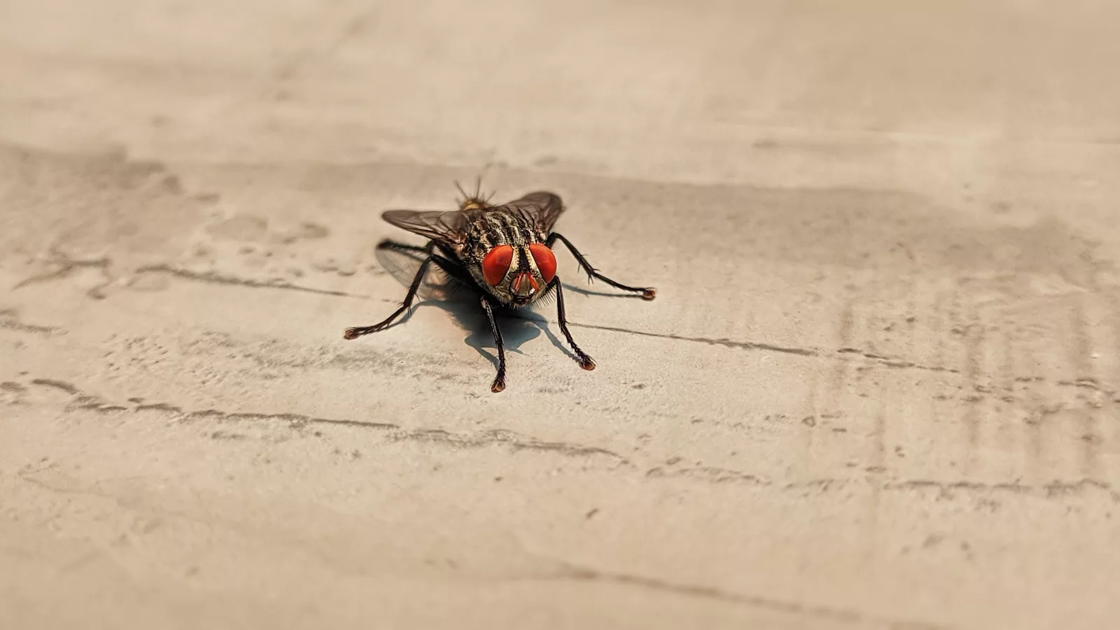 Documentaire Comment éloigner les insectes de la maison ?