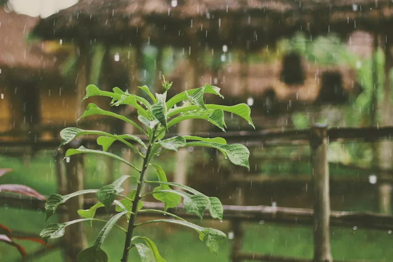 Article | Comment filtrer de l’eau de pluie ?