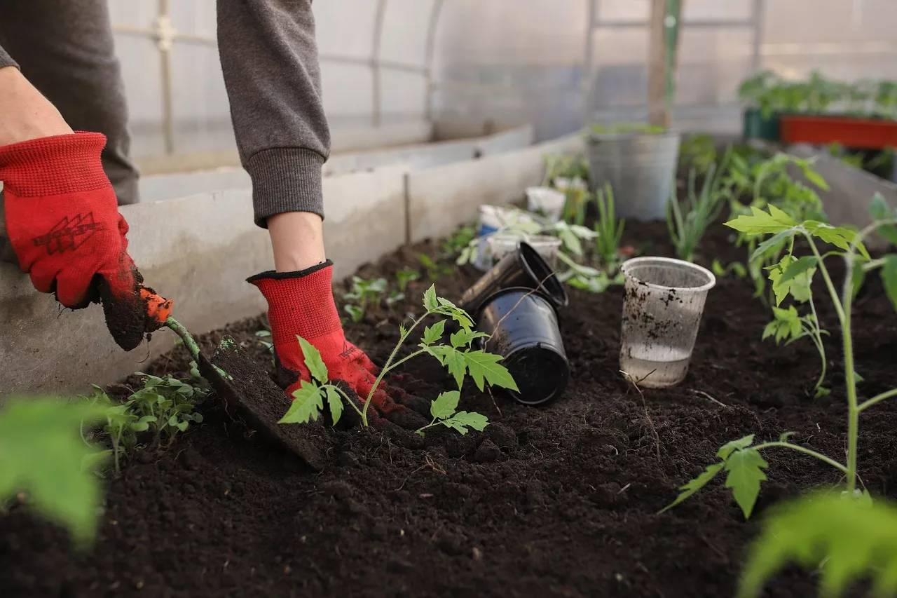 Comment organiser les plantations dans une serre ?