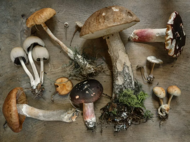 Article | Comment repérer les champignons comestibles dans la forêt ?